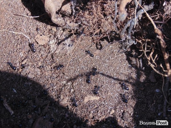 на території багато мурашників