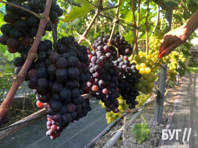 Волинянка вирощує приблизно пів сотні сортів винограду біля свого дому 