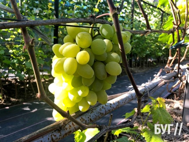 Волинянка вирощує приблизно пів сотні сортів винограду біля свого дому 