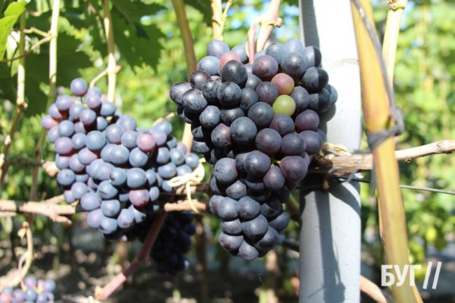 Волинянка вирощує приблизно пів сотні сортів винограду біля свого дому 