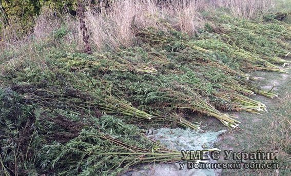 У Луцьку правоохоронці виявили автомобіль повний свіжої коноплі. ФОТО