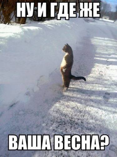 Сніг і сміх: інтернет знову жартує