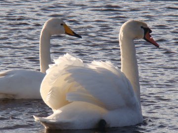 На Волині на території природного парку вперше виявили лебедя-кликуна. ФОТО