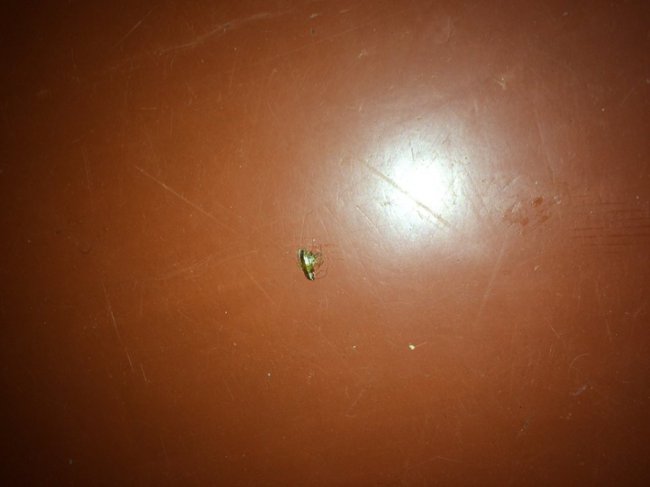 Журналіст сфотографувала таргана в луцькій лікарні