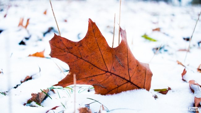 Парк 900-річчя Луцька під першим снігом. ФОТО
