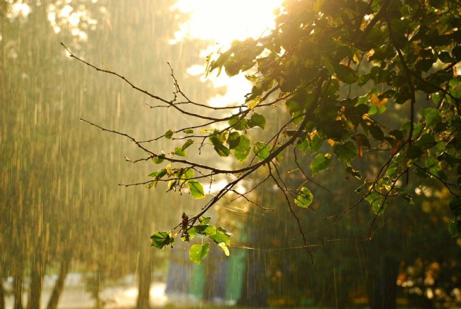 Осіння акварель в об'єктиві: дивовижні фото Луцька