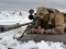 В зоні АТО за добу українські військові зафіксували десять обстрілів бойовиків