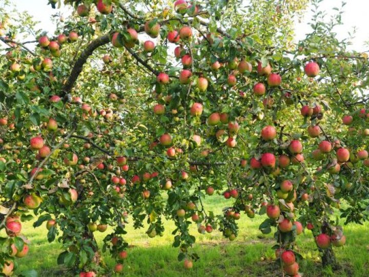 Які дерева не бояться хвороб: 7 найкращих варіантів для саду