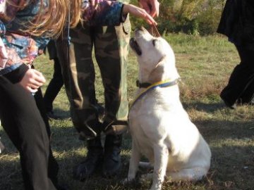 У Полтаві нагородили собаку-героя АТО. ВІДЕО