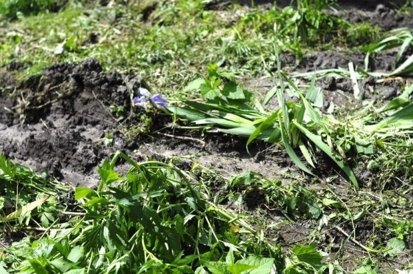 Мешканці багатоповерхівки скаржаться на комунальників, які зруйнували квітник. ФОТО