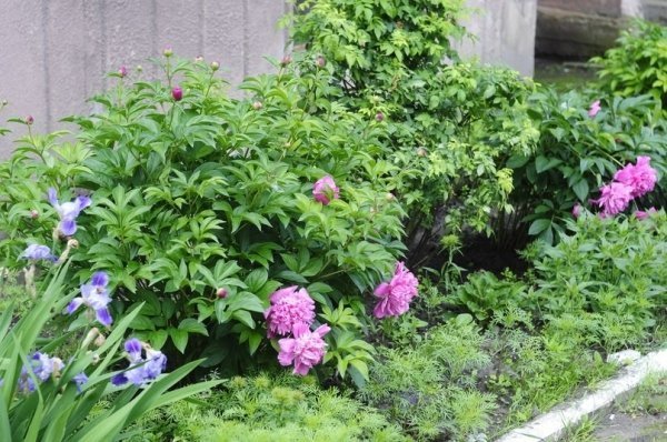 Мешканці багатоповерхівки скаржаться на комунальників, які зруйнували квітник. ФОТО