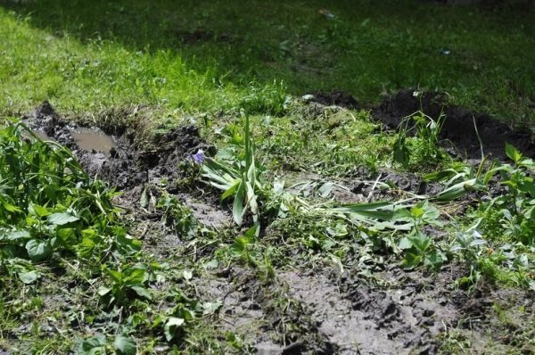 Мешканці багатоповерхівки скаржаться на комунальників, які зруйнували квітник. ФОТО