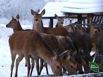 Провели «перепис» диких звірів у лісах Волині