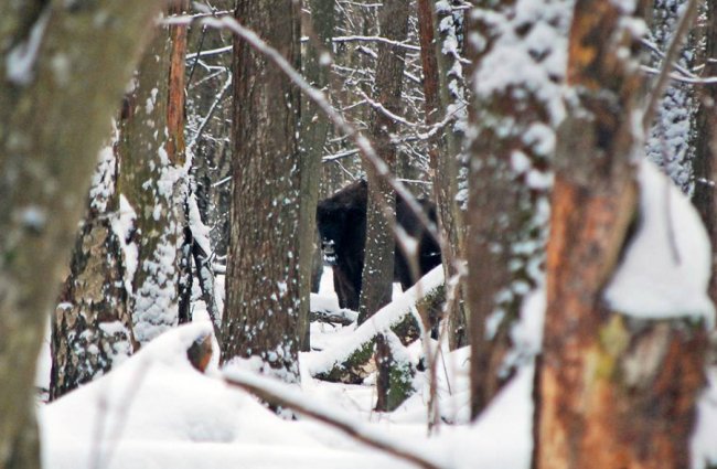 Як у волинському лісі зубрів шукали. ФОТО