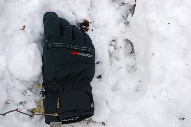 Як у волинському лісі зубрів шукали. ФОТО