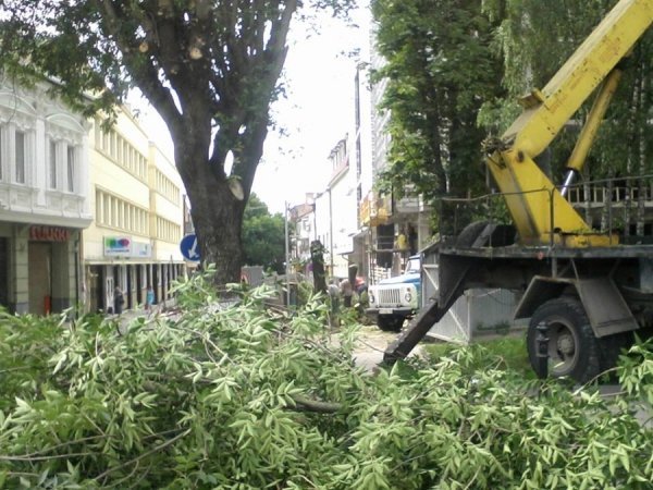 У центрі Луцька зрізують дерева. ФОТО