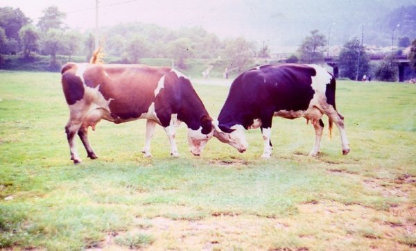Фотовиставка Юлії Ткаченко
