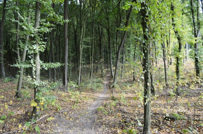 «Струмівські хащі»: поблизу Луцька відбулись екстримальні велоперегони. ФОТО