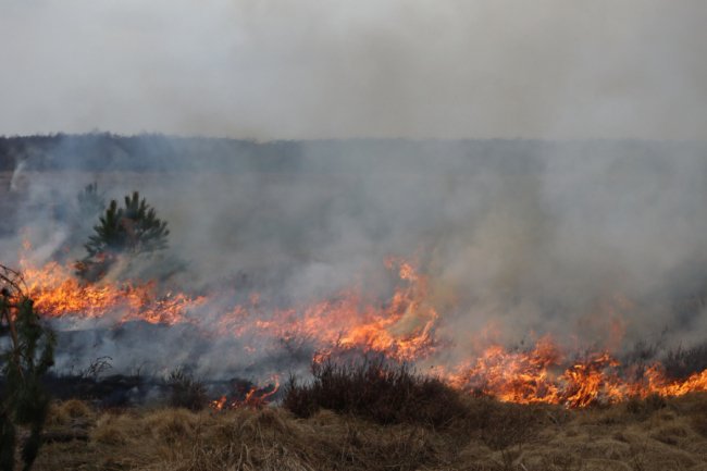 Бійці Волинської бригади тероборони ліквідували пожежу в екосистемі. ФОТО
