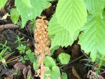 У волинському лісі цвітуть орхідеї
