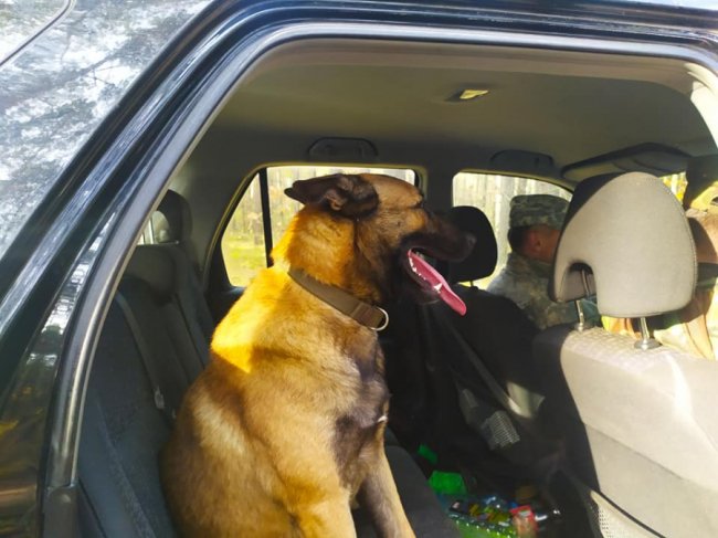 У теробороні Волині служить снайпер «Давид» з бельгійською вівчаркою