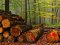 Трьох експосадовців лісової галузі Волині підозрюють у вирубці лісу на 21 мільйон, – ДБР
