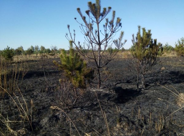 На Волині згоріло два гектари молодого лісу. ФОТО