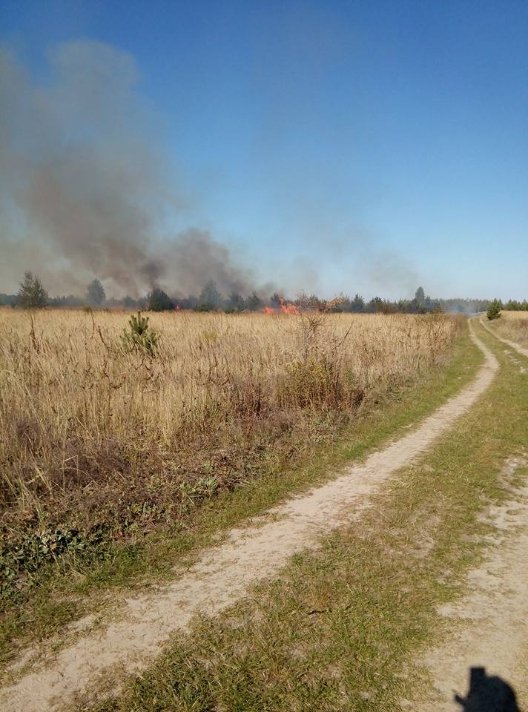 На Волині згоріло два гектари молодого лісу. ФОТО