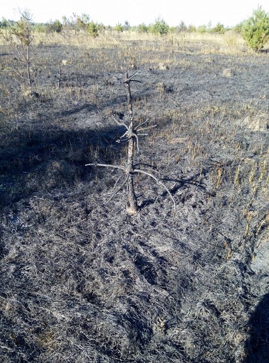 На Волині згоріло два гектари молодого лісу. ФОТО