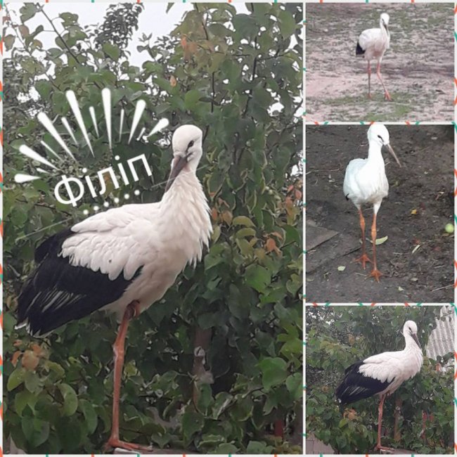 До волинянки в гості завітав лелека