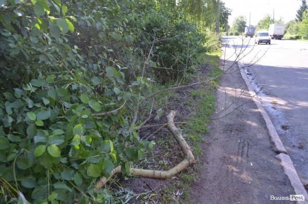 Стихія понищила дерева у Луцьку. ФОТО