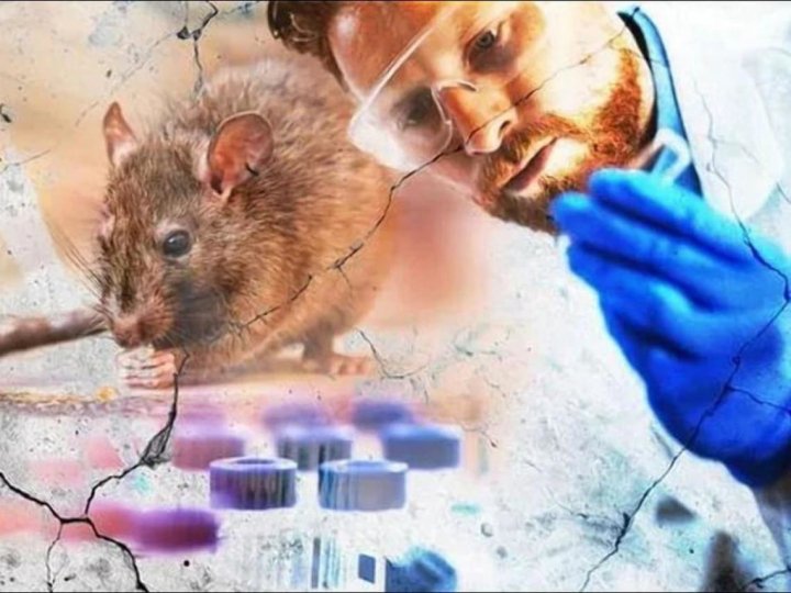 Смертельний хантавірус: у Польщі запровадили карантин через загрозу епідемії