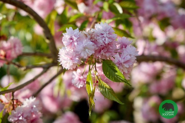 У Луцькому зоопарку зацвіли сакури. ФОТО