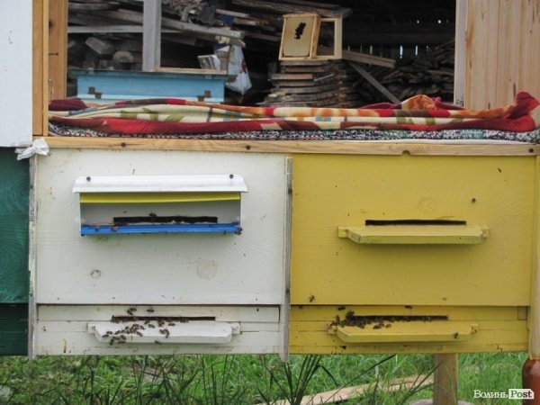 Волинський фермер спить на бджолах. ФОТО
