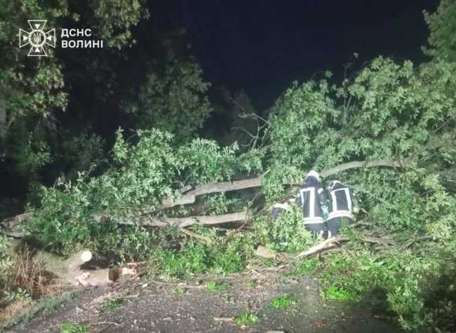Негода на Волині: дерево впало на дорогу та перегородило рух транспорту