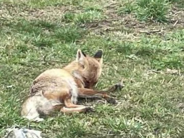 На околиці Луцька завелася лисиця, яка жахає людей
