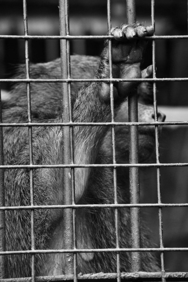 Фотовиставка Ані Мурзіної