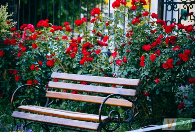 Рожеві, білі і червоні: у центрі Луцька зацвів трояндовий сад