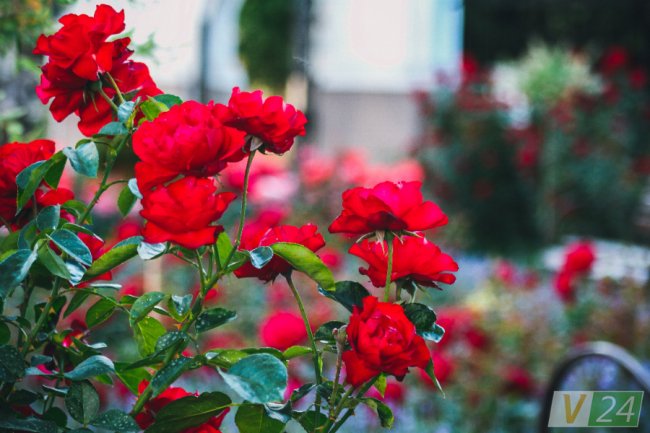 Рожеві, білі і червоні: у центрі Луцька зацвів трояндовий сад
