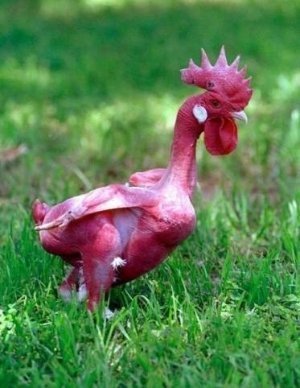 Інтернет готується до матчу Україна-Франція. ФОТО