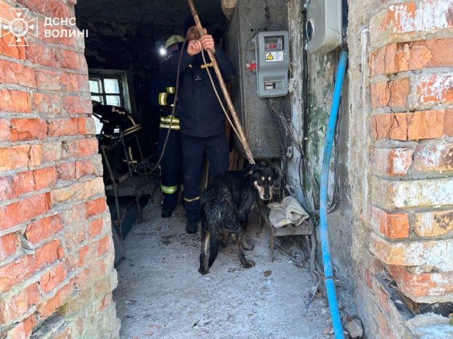 На Волині рятувальники дістали собаку із каналізаційної ями