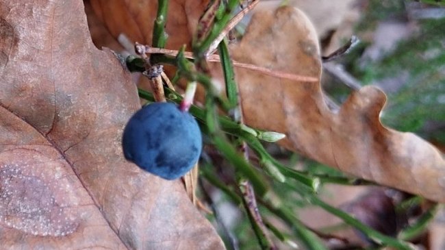 У нацпарку на Волині зафіксували аномальне цвітіння чорниці