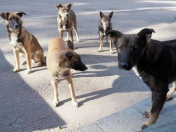 У Луцьку просять збудувати ще один притулок для тварин