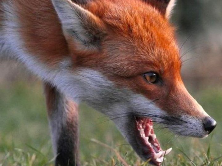 Що на Волині робитимуть зі скаженими лисицями, популяція яких збільшується