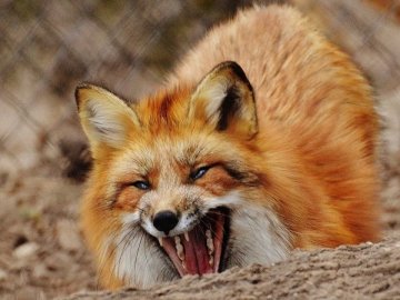 На Волині лише у січні зафіксували 7 випадків сказу серед тварин