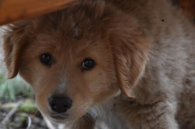 Брати наші менші: вражаюча історія від волинських військових