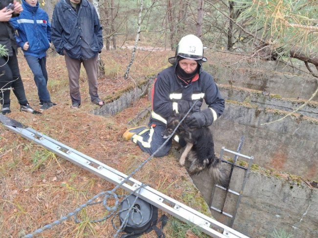 Бійці ДСНС на Волині врятували пса, який провалився в 5-метрову яму