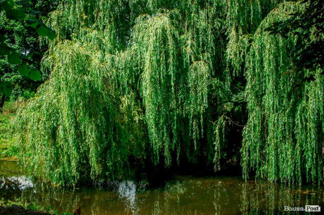 Літо у луцькому парку. ФОТО