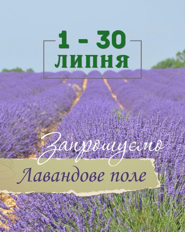Повідомили, коли у Волинській Голландії розпочнеться сезон лаванди 