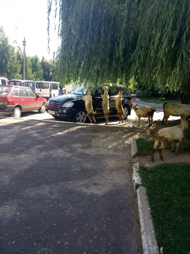 На Волині кози «окупували» елітну автівку. ФОТО